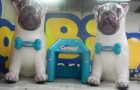 Pet Shop - Foto 3